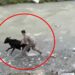 Sahibinden kaçan buzağıyı polis memuru yakaladı; o anlar kamerada