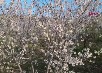 Manisa'da çiçek açan badem ağaçları görsel şölen sundu