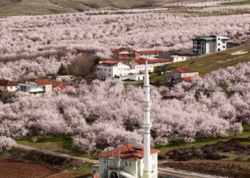 Geçen yıl zirai dondan etkilenen kayısı ağaçları çiçek açtı