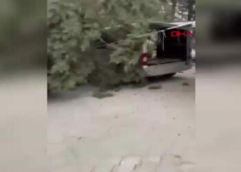 Çam ağacı minibüs üzerine devrildi