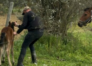 Tellere takılan tayı kurtarıp annesine kavuşturdu