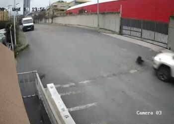 Avcılar’da cip sürücüsü köpeği ezdi yoluna devam etti