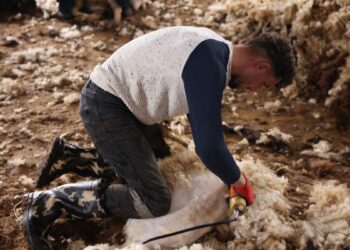 Kars’ta koyun kırkım sezonu başladı