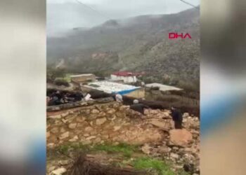 Mardin’de ahır çöktü; 50 küçükbaş hayvan öldü