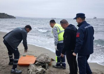 Tekirdağ'da ölü caretta caretta kıyıya vurdu
