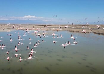 Kayseri’de flamingoların görsel şöleni dron kamerasında