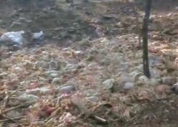 Tarsus’ta ormana çok sayıda tavuk ölüsü atıldı