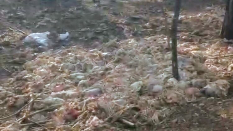 Tarsus’ta ormana çok sayıda tavuk ölüsü atıldı