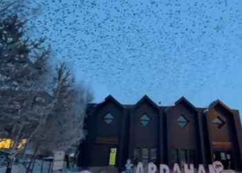 Ardahan’da, binlerce karga gökyüzünü kapladı