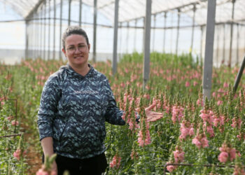 Antalya'dan Avrupa'ya yeni çiçek: Aslanağzı