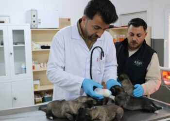 Yangında kurtarılan 6 yavru köpek tedaviye alındı