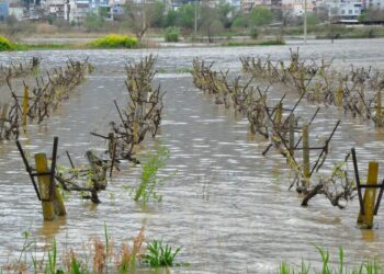İkinci kez sular altında kalan Gediz Ovası'ndaki bağlarda kök çürümesi tehlikesi