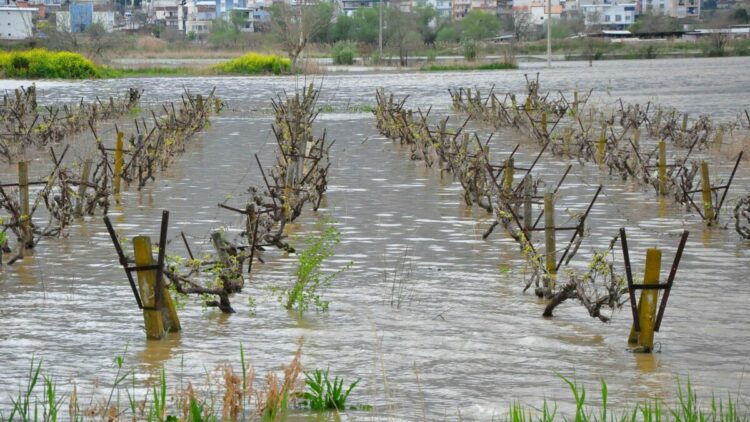 İkinci kez sular altında kalan Gediz Ovası'ndaki bağlarda kök çürümesi tehlikesi