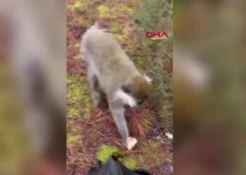 Ormanda gördüğü maymunu simitle besledi
