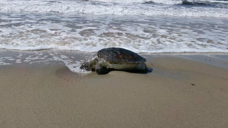 Kuşadası’nda bir ölü deniz kaplumbağası daha sahile vurdu; sayı 8’e çıktı