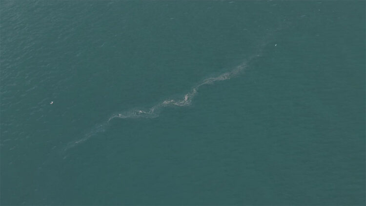 İzmir Körfezi’nde 13. dış kaynaklı kirlilik vakası; “Sistematik çevre ihlali endişe veriyor”