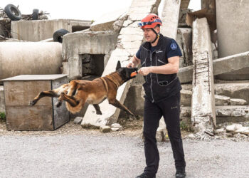 Barınaktan kahramanlığa; Momo enkaz için eğitiliyor