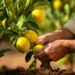 Evde çekirdekten limon ve avokado yetiştirme: sabır rehberi