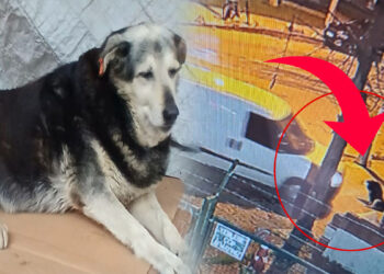 Kadıköy’de kaldırımda yatan ‘Pakize’ isimli köpeği ezip yollarına devam ettiler