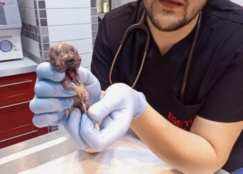 Aydın'ın Nazilli ilçesinde, sahibi tarafından veterinere getirilen 'Scottish' cinsi bir kedinin karnındaki çift başlı ölü yavru nedeniyle doğum yapmakta zorlandığı belirlenip, sezaryen yapıldı. Fotoğraf: Aydın,(DHA)