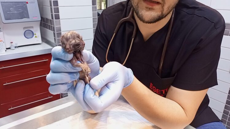 Aydın'ın Nazilli ilçesinde, sahibi tarafından veterinere getirilen 'Scottish' cinsi bir kedinin karnındaki çift başlı ölü yavru nedeniyle doğum yapmakta zorlandığı belirlenip, sezaryen yapıldı. Fotoğraf: Aydın,(DHA)
