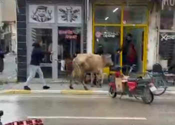 Kaçan inek, berber dükkanı ile çay ocağına girmeye çalıştı