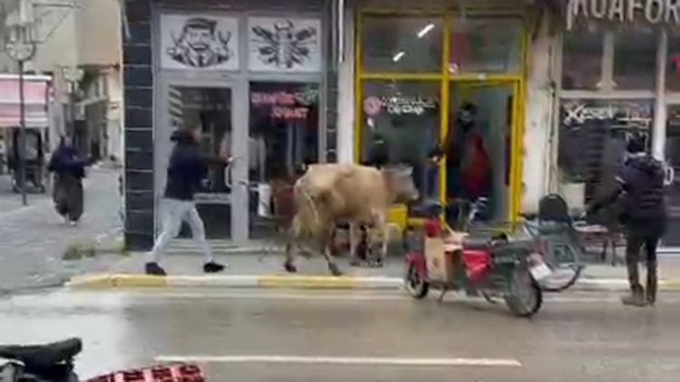 Kaçan inek, berber dükkanı ile çay ocağına girmeye çalıştı