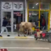 Kaçan inek, berber dükkanı ile çay ocağına girmeye çalıştı