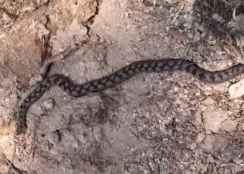 Nesli tükenme tehlikesindeki Kafkas burunlu engerek görüntülendi