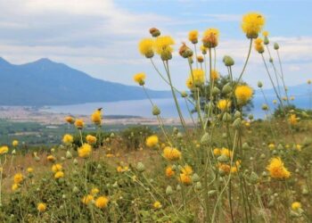 Toprağın hafızası: Tülüşah