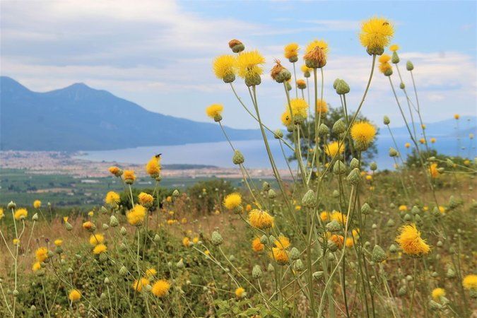 Toprağın hafızası: Tülüşah