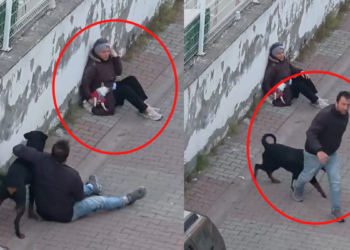 Küçük köpeğe saldıran Rottweiler’ın sahibi gözaltına alındı