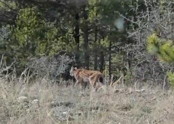 Kastamonu’da vaşak görüntülendi