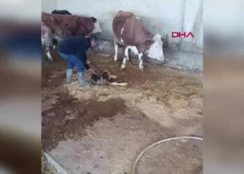 Kayseri’de yeni doğan buzağı ile annenin kavuşması kamerada