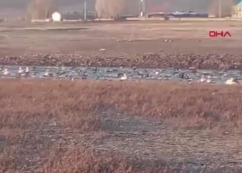 Sınır köyü Küçük Aküzüm, göçmen kuşları misafir ediyor