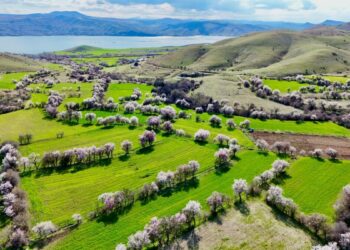 Tunceli'de badem ağaçları çiçek açtı; manzara dron ile görüntülendi