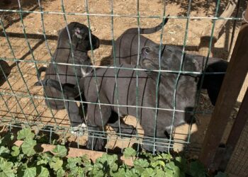 Yavru köpeklerin kulaklarını kesip satan üreticiye 327 bin TL para cezası