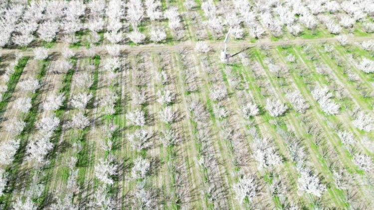 Kayseri'de geçen yıl don nedeniyle hasat yapılamayan kayısı ağaçlarında 13 bin ton rekolte hedefi