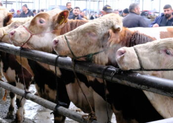 Türkiye'nin en büyük canlı hayvan pazarında yoğunluk