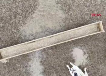 Çoban köpeklerinin drona tepkisi kamerada