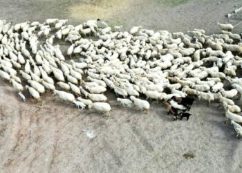 Kayseri’de 200 kuzu anneleri ile buluştu; o anlar dron kamerasında