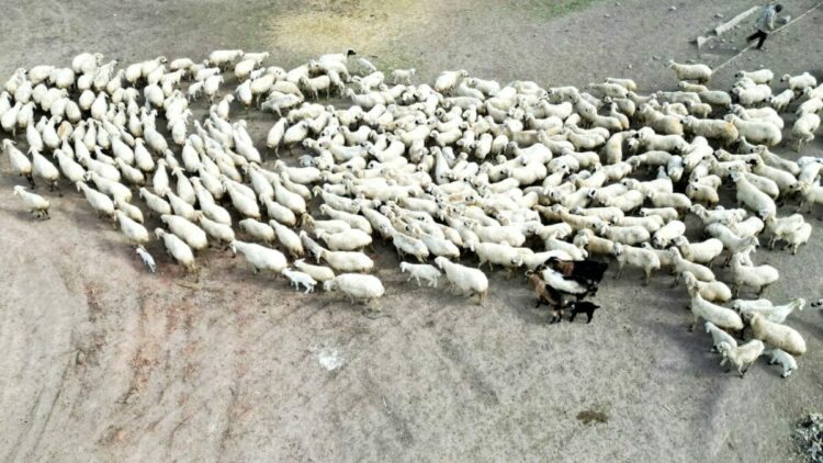 Kayseri’de 200 kuzu anneleri ile buluştu; o anlar dron kamerasında