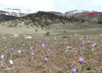 Kardelenler eşliğinde 20 kilometrelik bahar yürüyüşü
