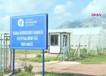 Üreticiye 5 bin keçiboynuzu fidanı dağıtılacak