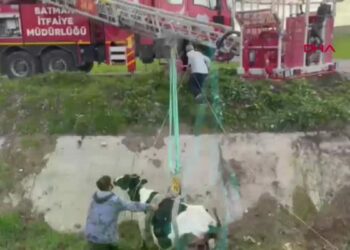 Batman'da kaybolan 2 inek, 2 kilometre ötedeki menfezde bulundu
