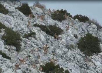 Yaban keçileri, termal dronla görüntülendi