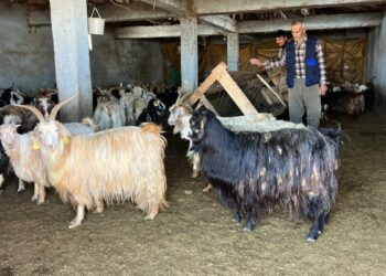 Yüksekova'da kar besicileri zorluyor; hayvanlar meraya çıkamadı