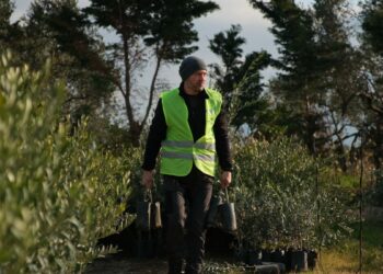 'Ağaç Adam'ın hedefi 1 milyon zeytin fidanı