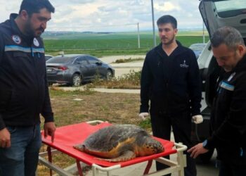 Tekirdağ'da balıkçıların ağına ölü caretta takıldı