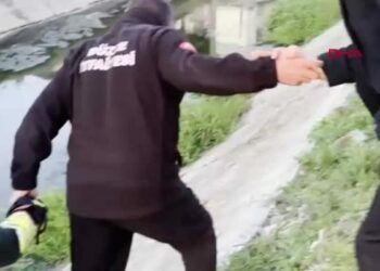 Kanala düşen iki yavru kedi kalp masajıyla hayata döndü